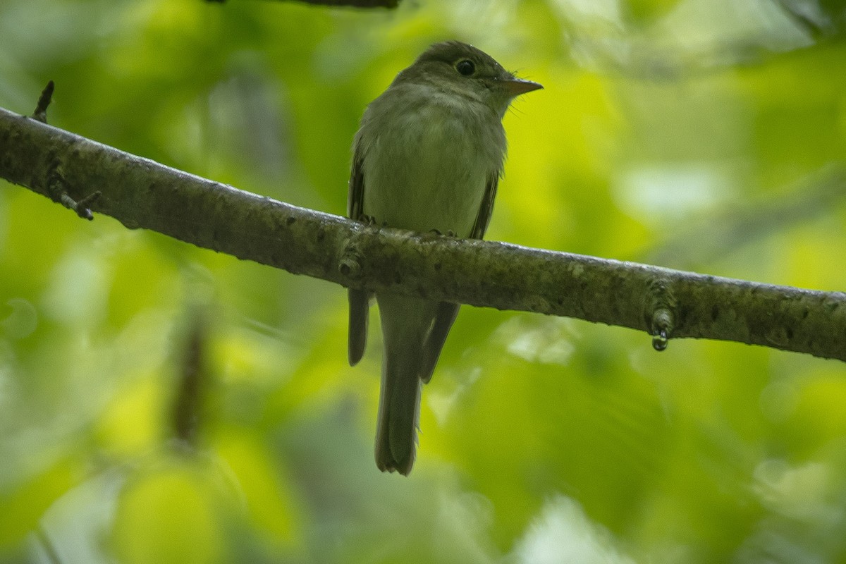 Acadian Flycatcher - L&J Meyer