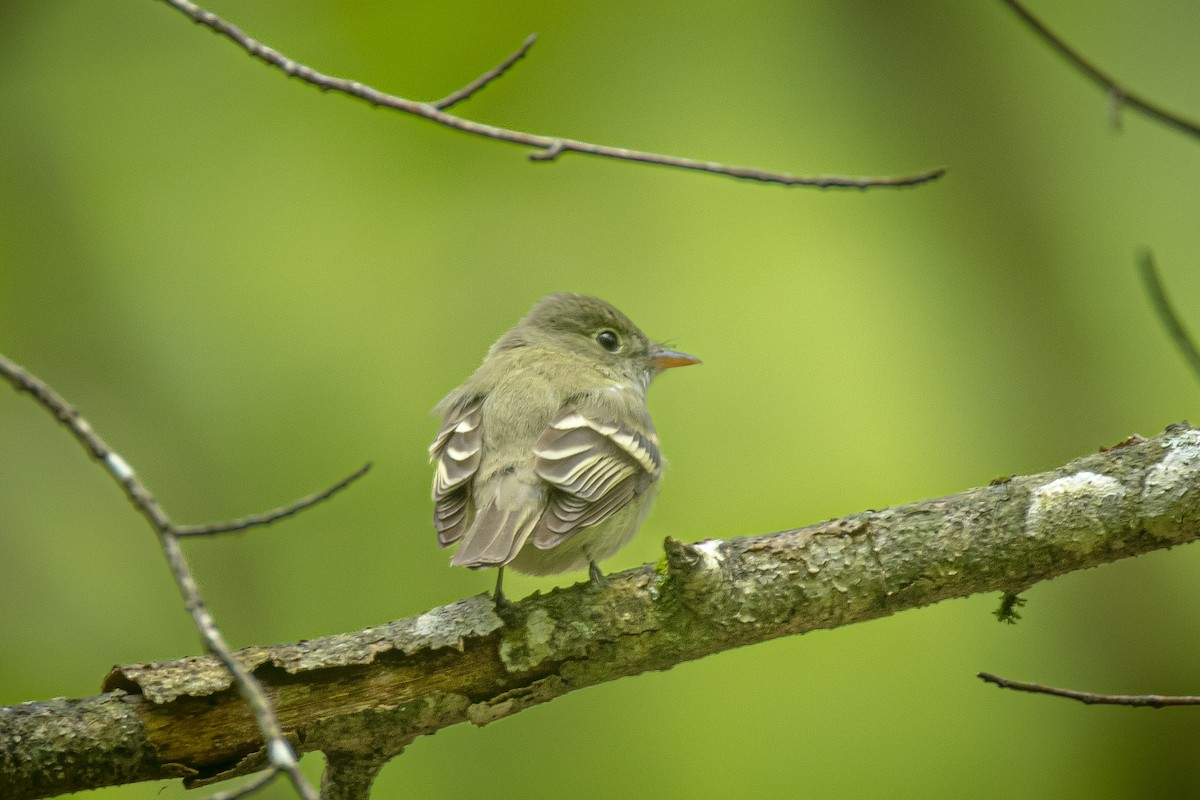 Acadian Flycatcher - L&J Meyer