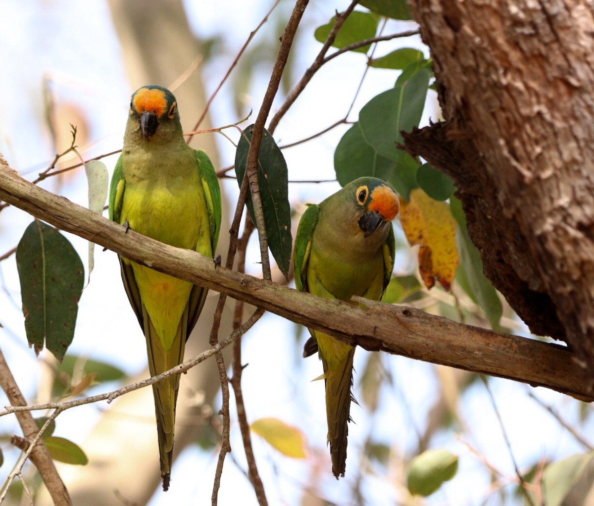 Peach-fronted Parakeet - Rubélio Souza