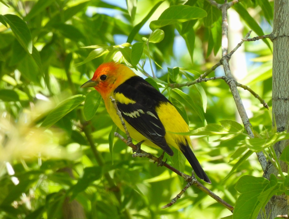 Western Tanager - Ron Youngs