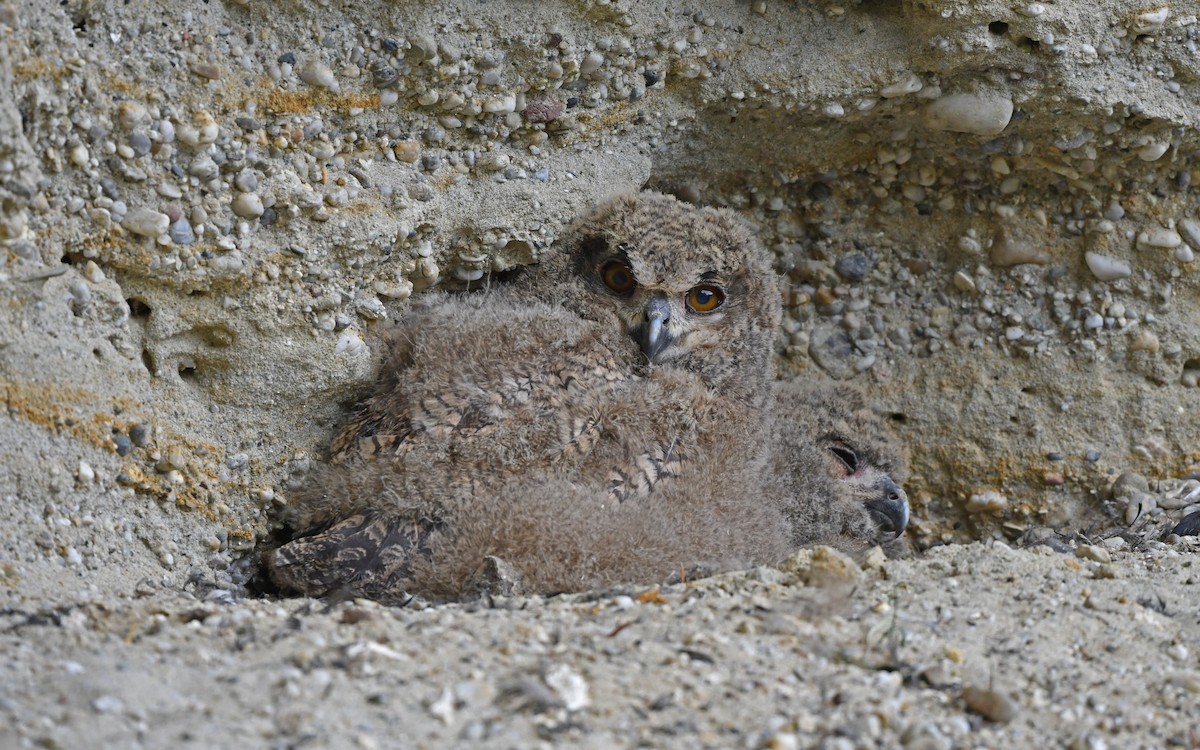 Eurasian Eagle-Owl - Christoph Moning