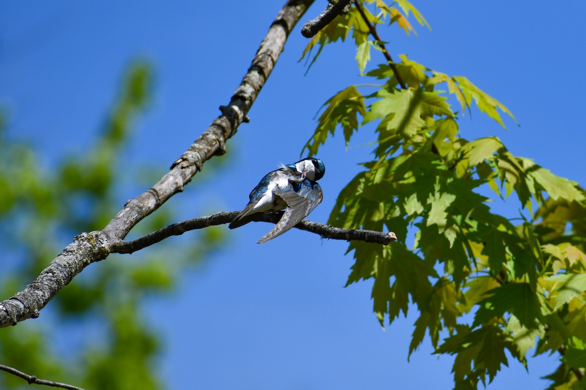 Tree Swallow - Maya Numainville