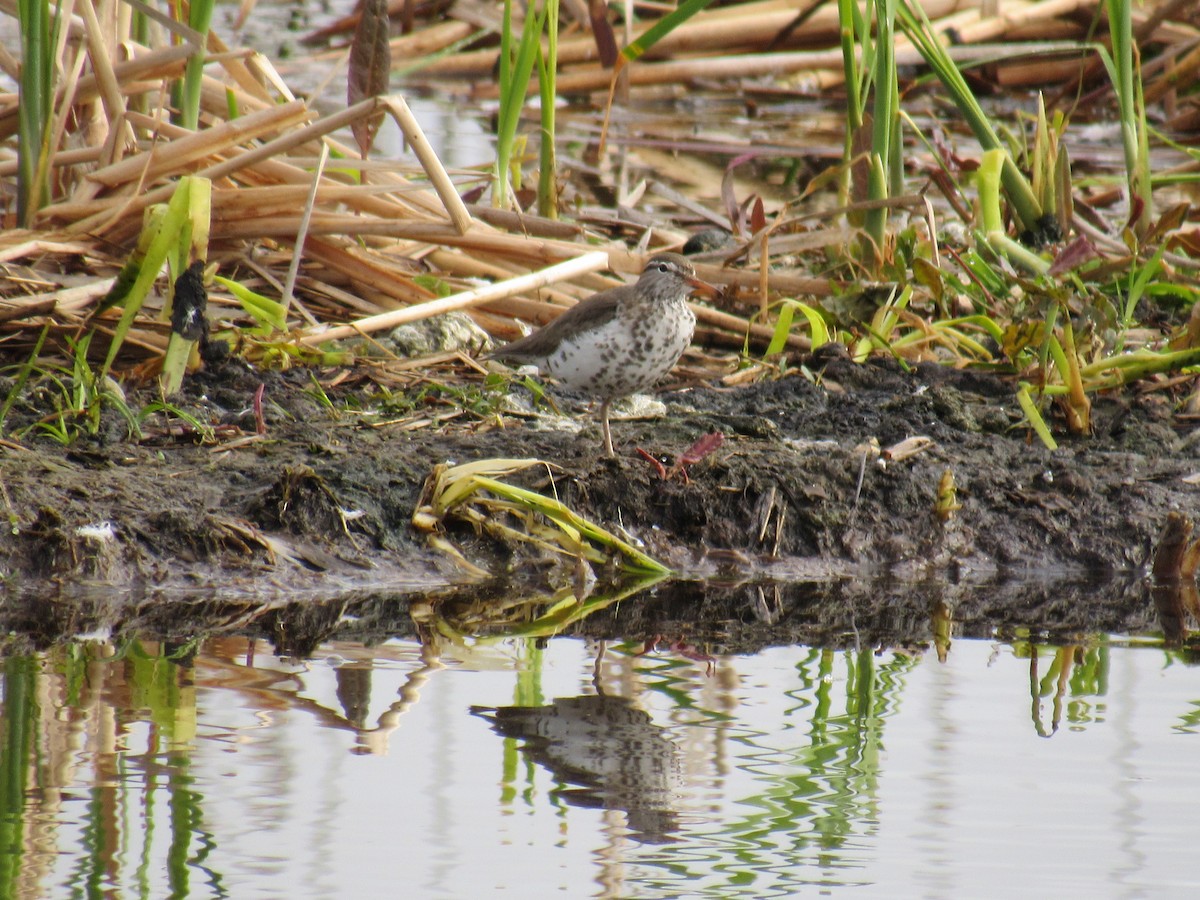 Spotted Sandpiper - ML619352469