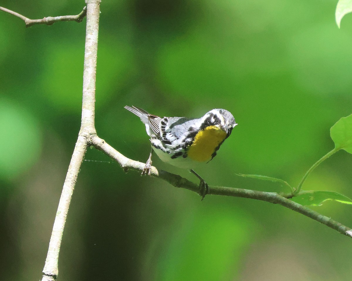 Yellow-throated Warbler - Rick Kittinger
