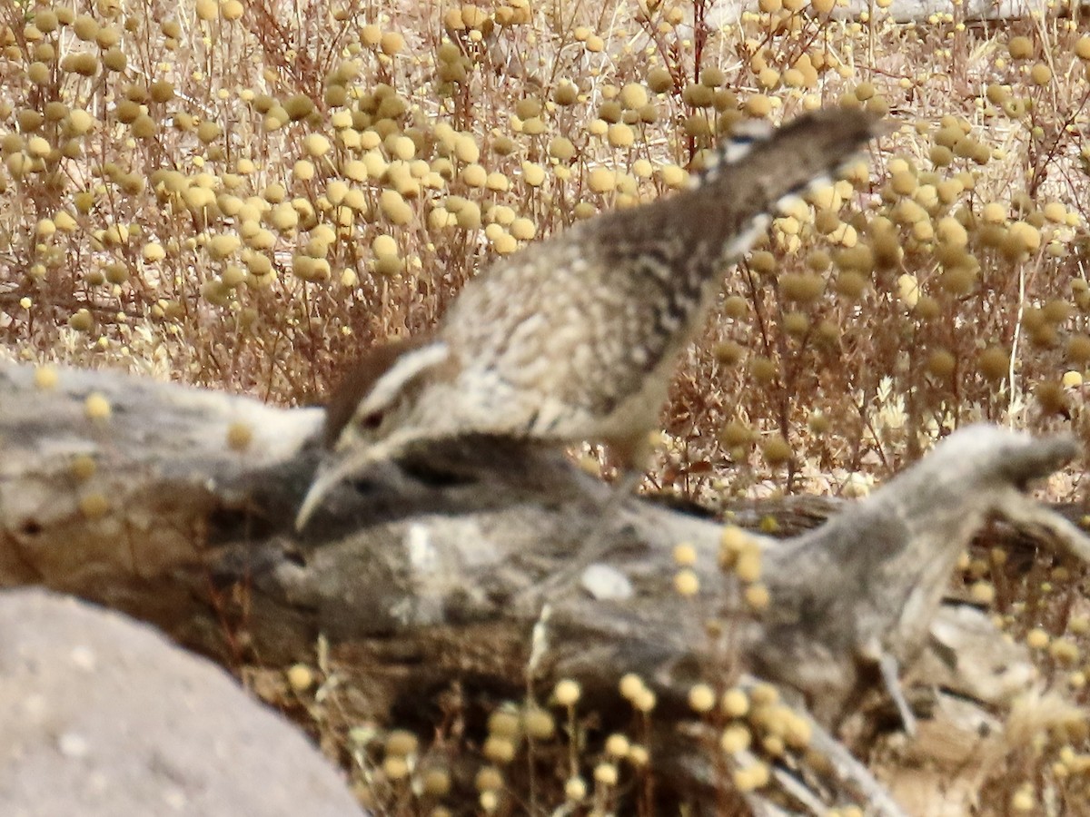 Cactus Wren - Babs Buck