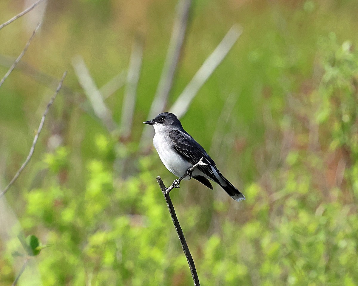 Eastern Kingbird - Steven Mix