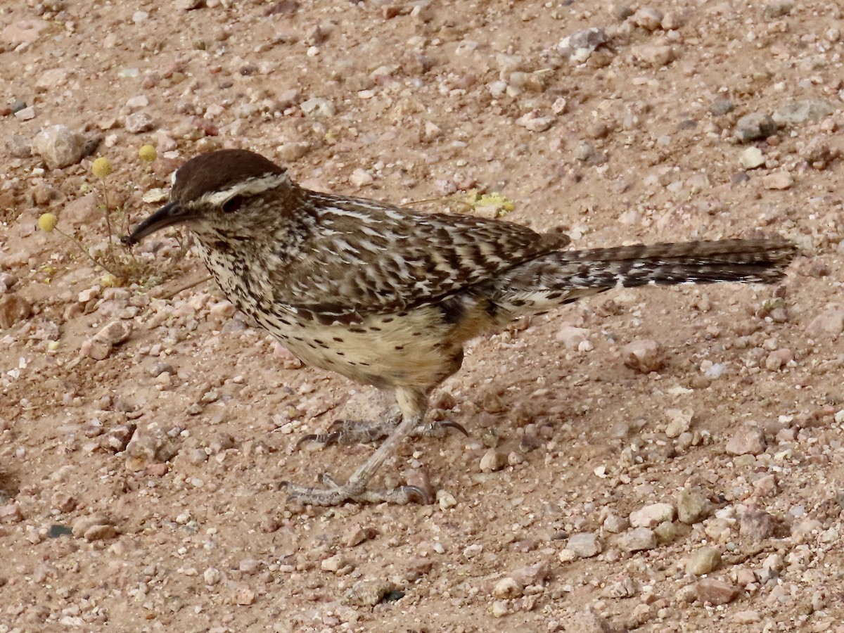 Cactus Wren - Babs Buck