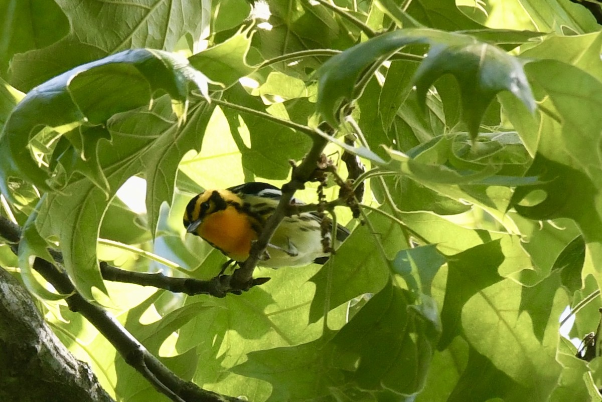 Blackburnian Warbler - Lauren Wadas