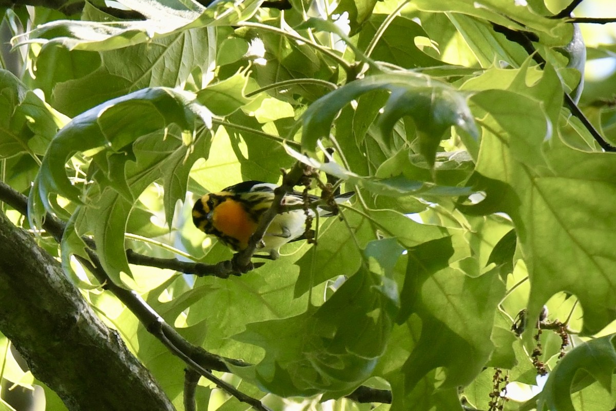 Blackburnian Warbler - Lauren Wadas