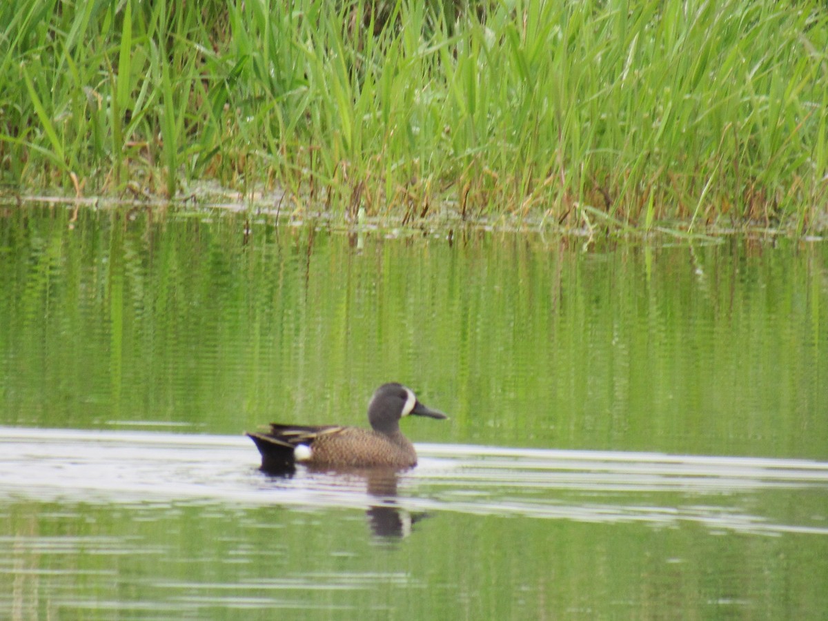 Blue-winged Teal - Marina Bourque