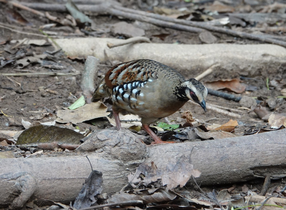 Bar-backed Partridge - Joe Heinlein