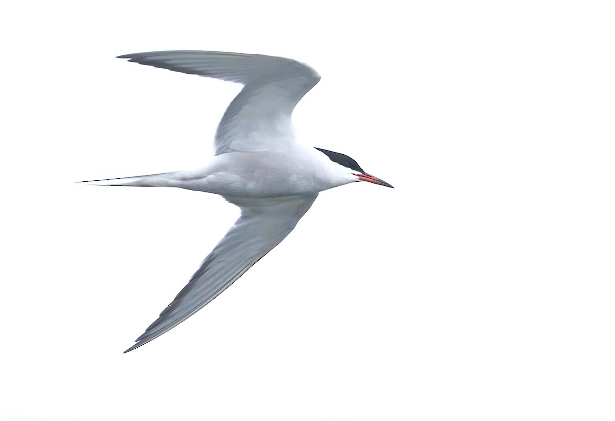 Common Tern - ML619352552