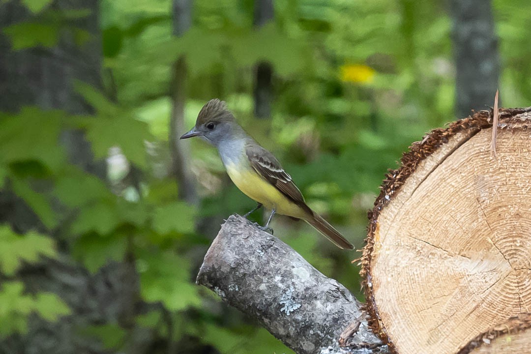 Great Crested Flycatcher - Sheri Minardi