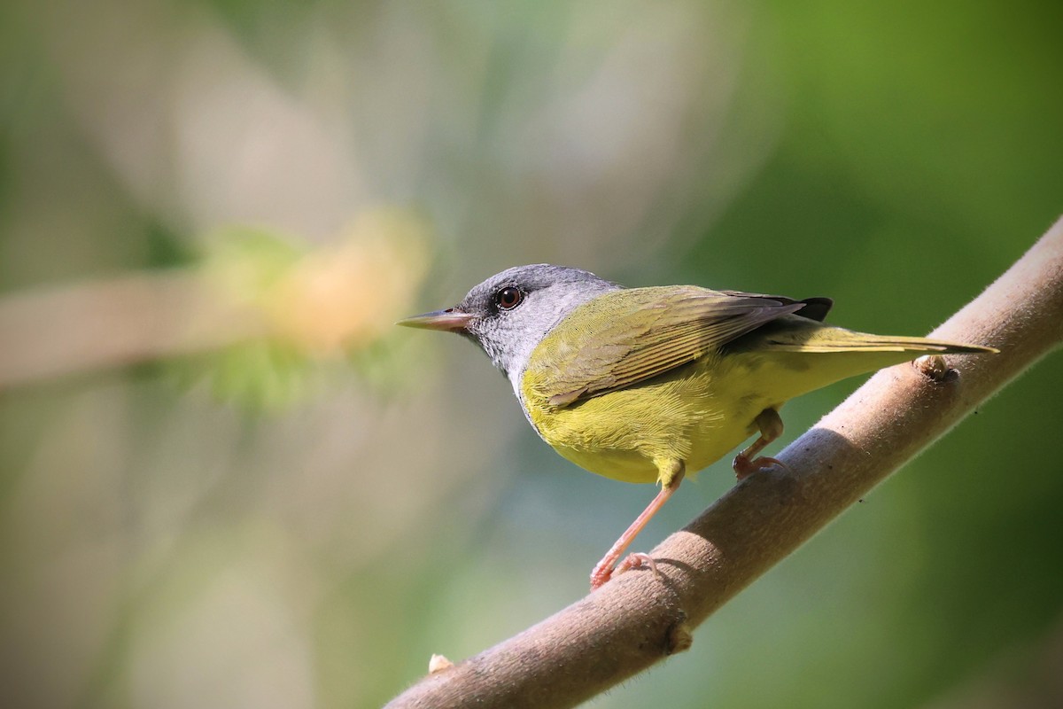 Mourning Warbler - ML619352571