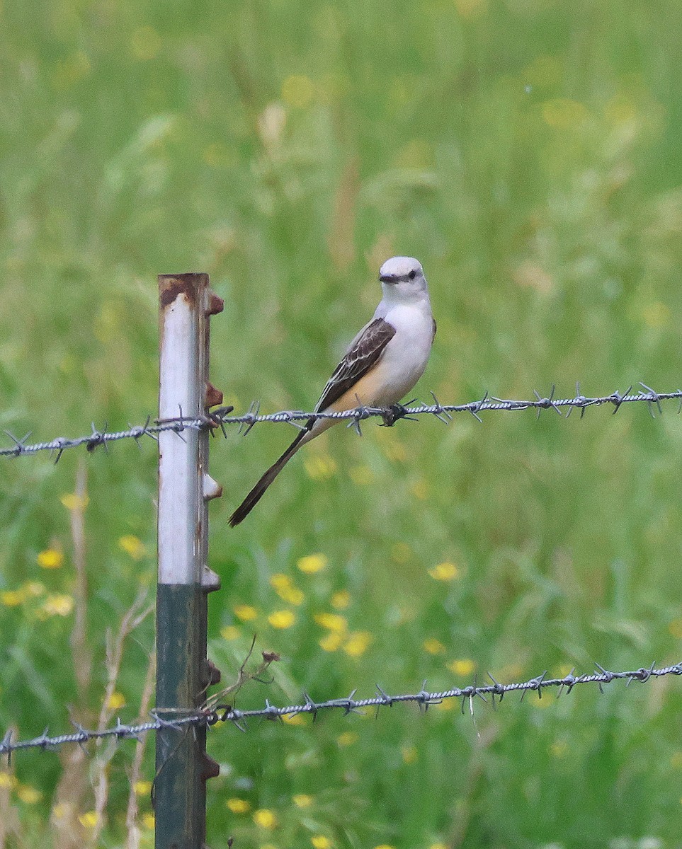 Scissor-tailed Flycatcher - Rick Kittinger