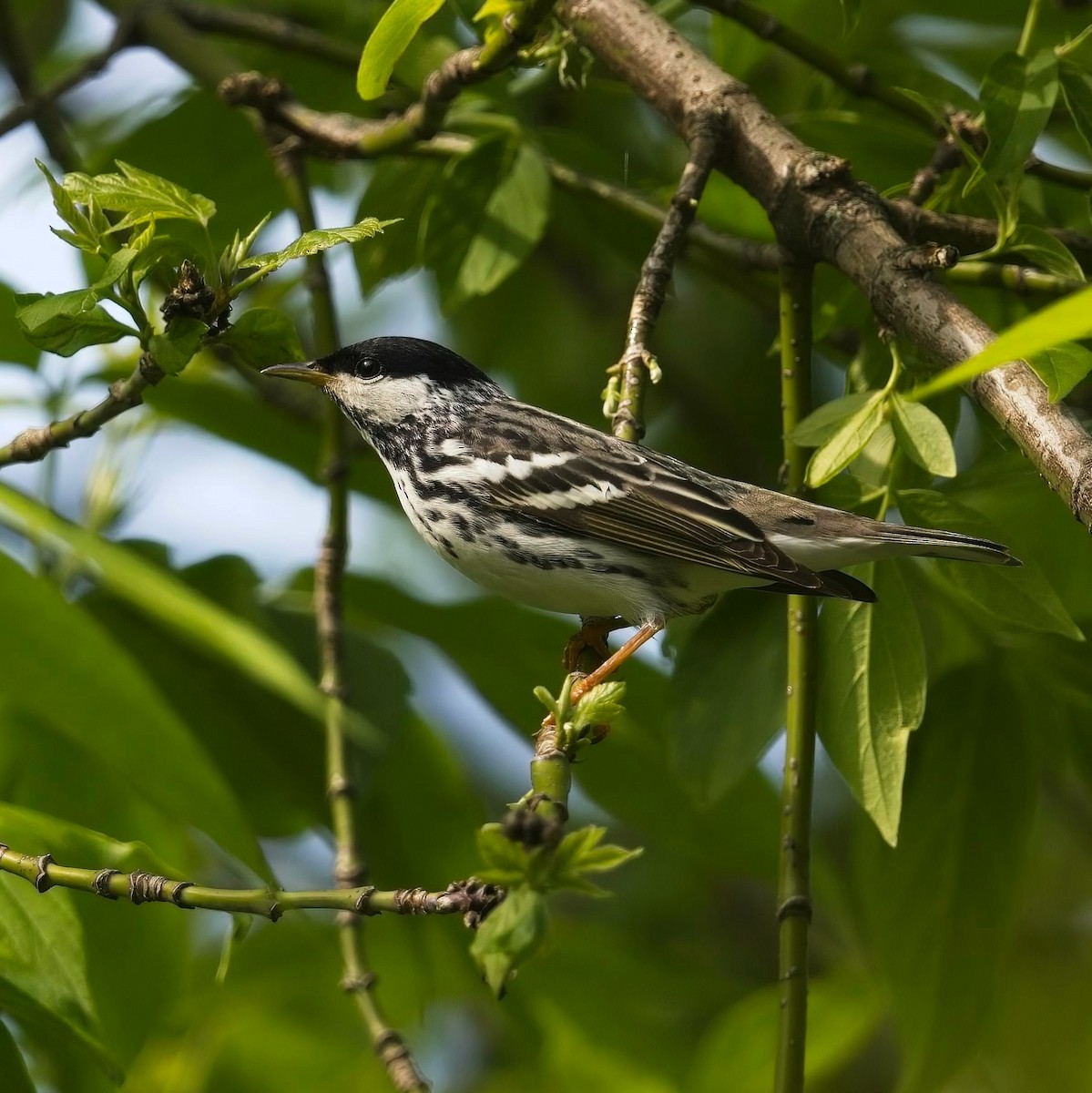 Blackpoll Warbler - Simon Carter