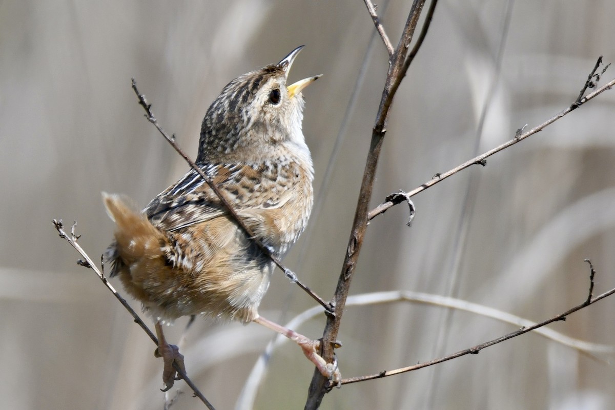 Sedge Wren - Lauren Wadas