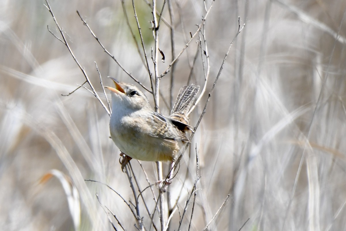 Sedge Wren - Lauren Wadas