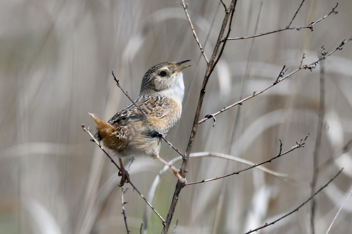 Sedge Wren - Lauren Wadas