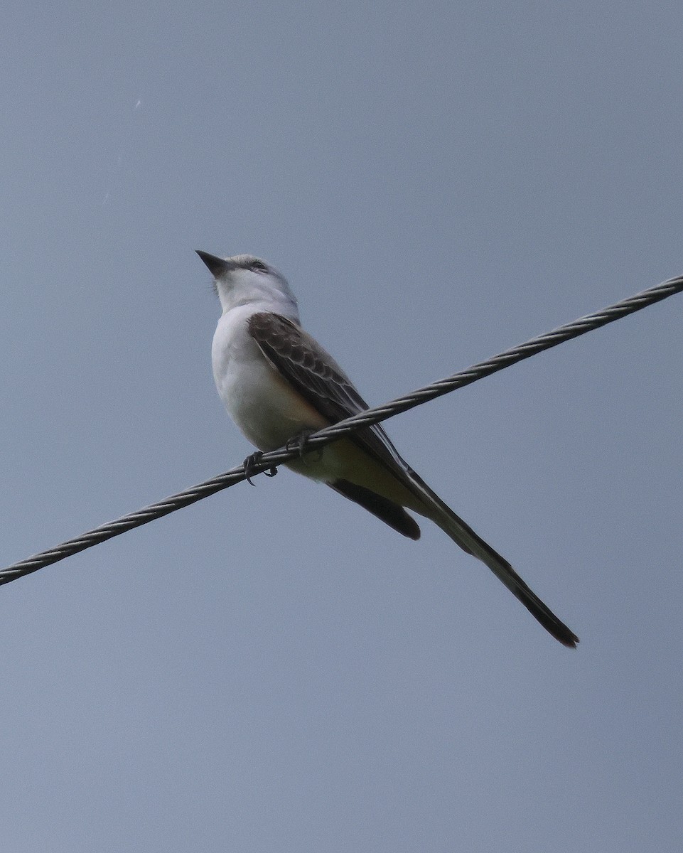 Scissor-tailed Flycatcher - Rick Kittinger