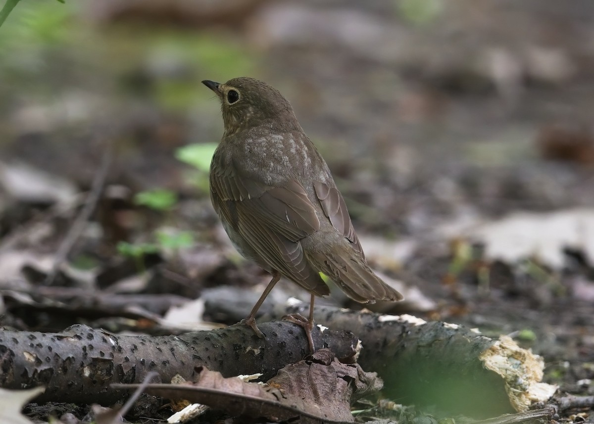 Swainson's Thrush - ML619352609