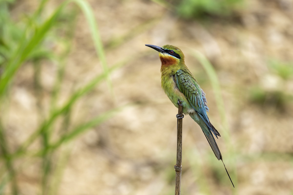 Blue-tailed Bee-eater - Parthasarathi Chakrabarti