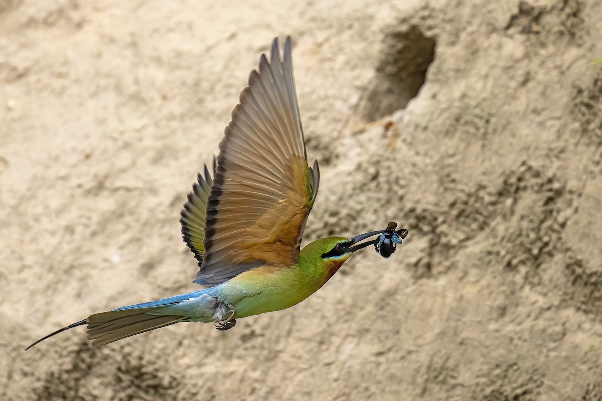 Blue-tailed Bee-eater - Parthasarathi Chakrabarti