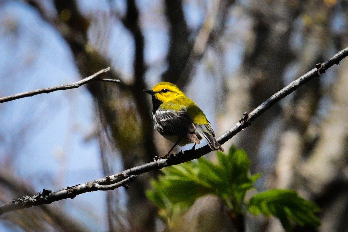 Black-throated Green Warbler - Emma Côté