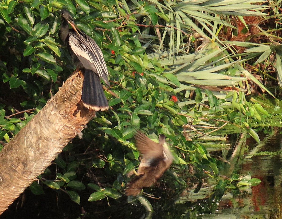 Wood Duck - Linda  Fell