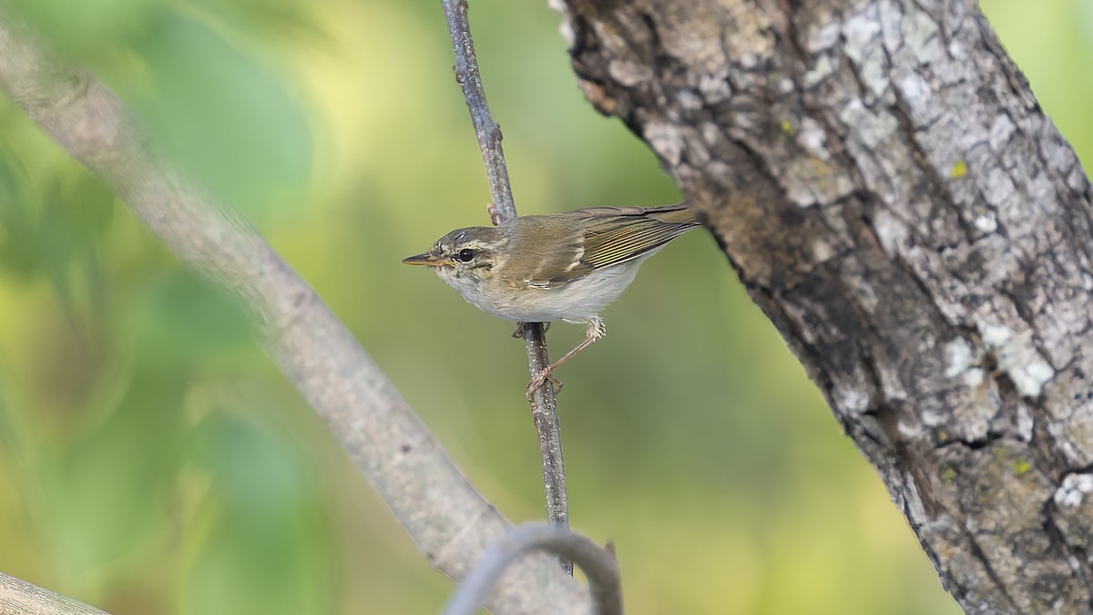 Yellow-browed Warbler - Kenneth Cheong