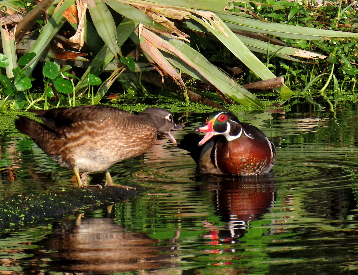 Wood Duck - Linda  Fell