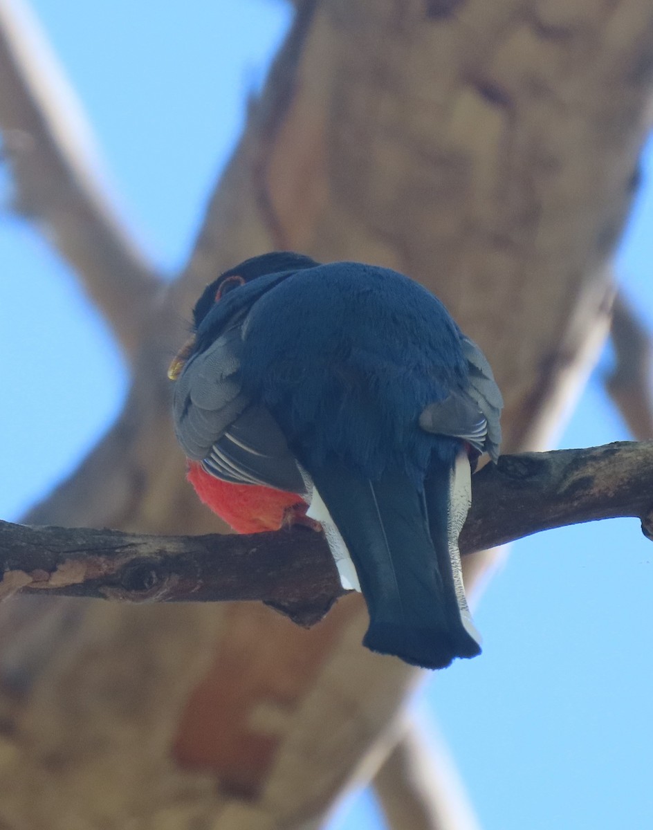 Elegant Trogon - Elaine Wagner