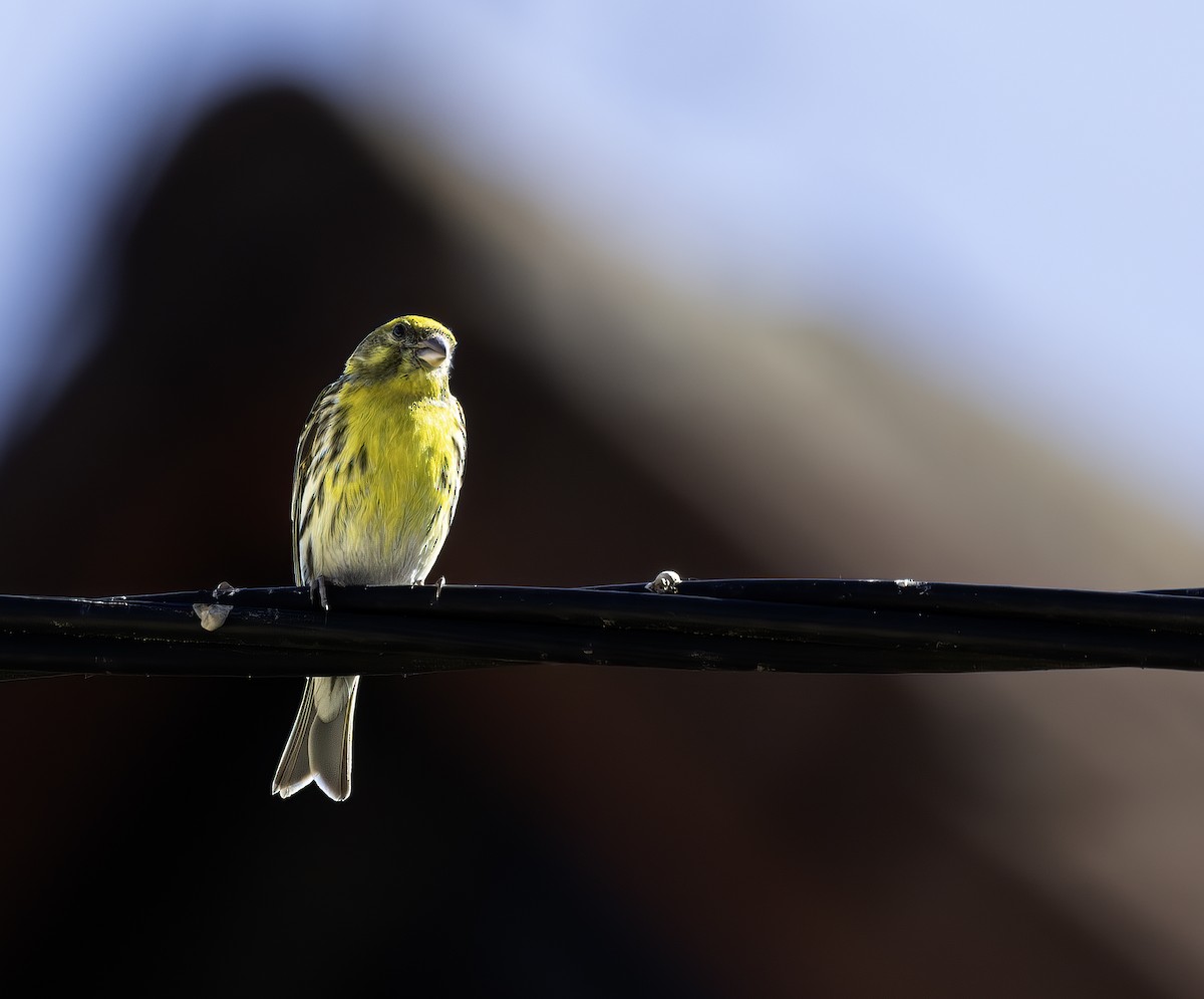 European Serin - Cyryl Boryczko