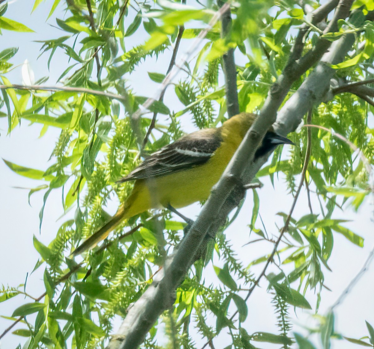 Orchard Oriole - ML619352669