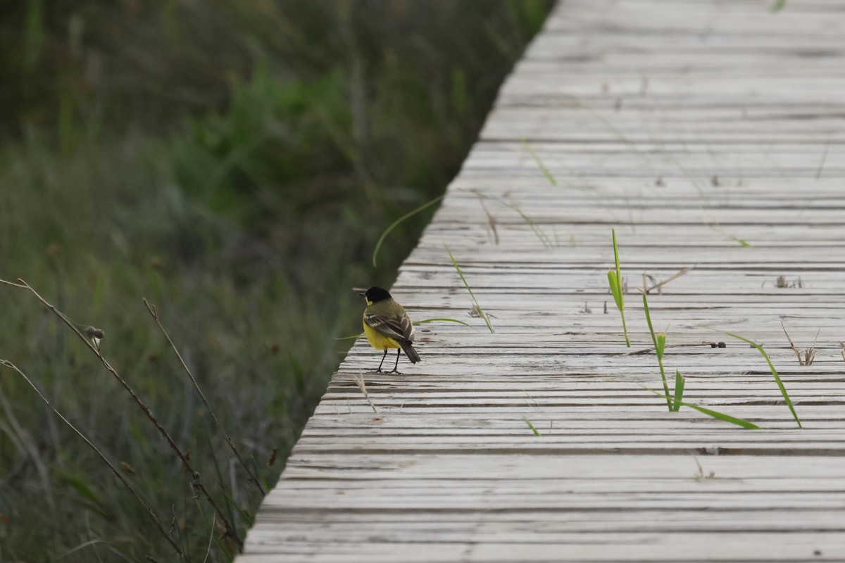 Western Yellow Wagtail - Hüseyin Çiçek