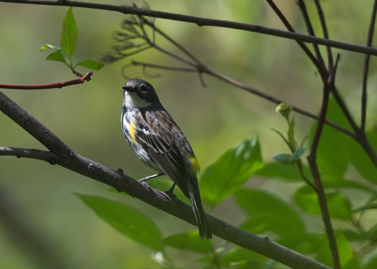 Yellow-rumped Warbler - ML619352700