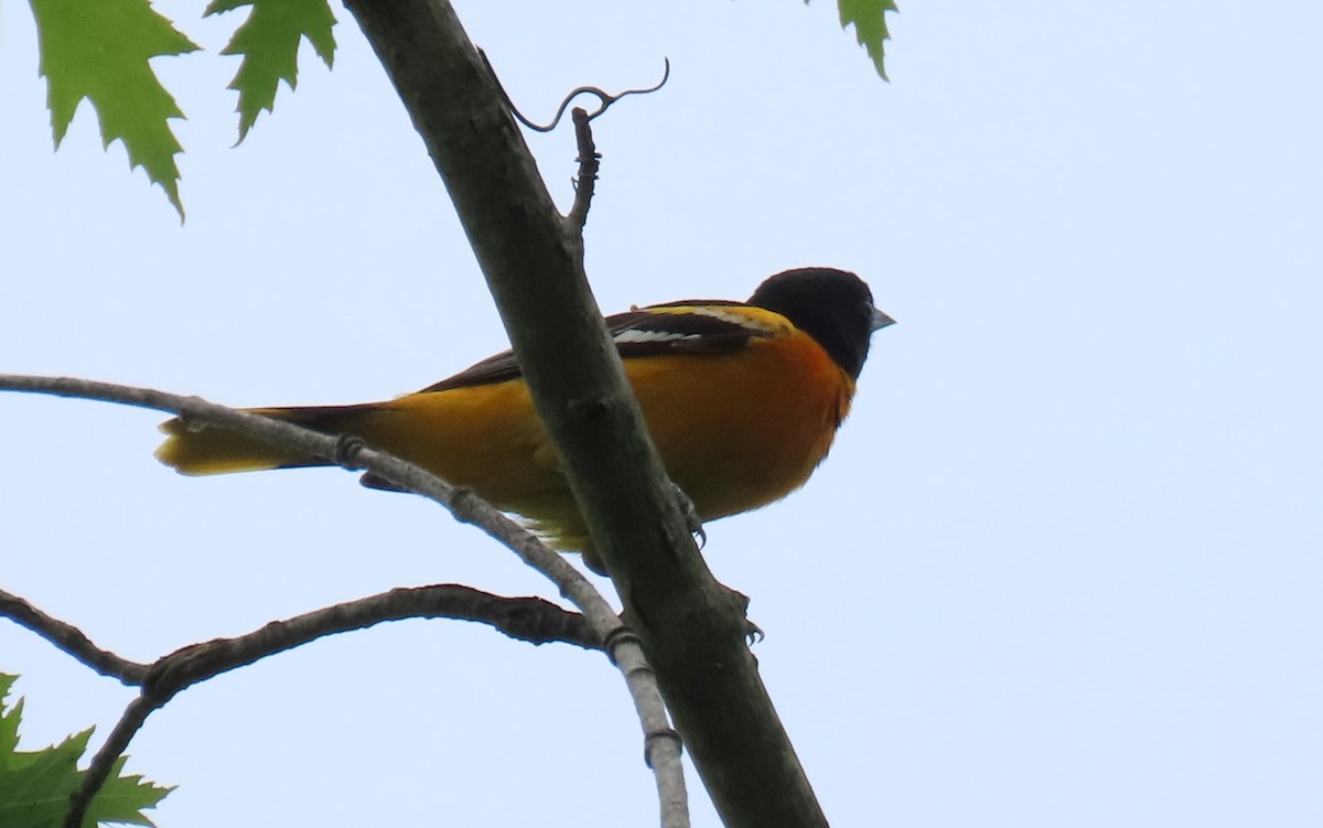 Baltimore Oriole - Joan Mashburn