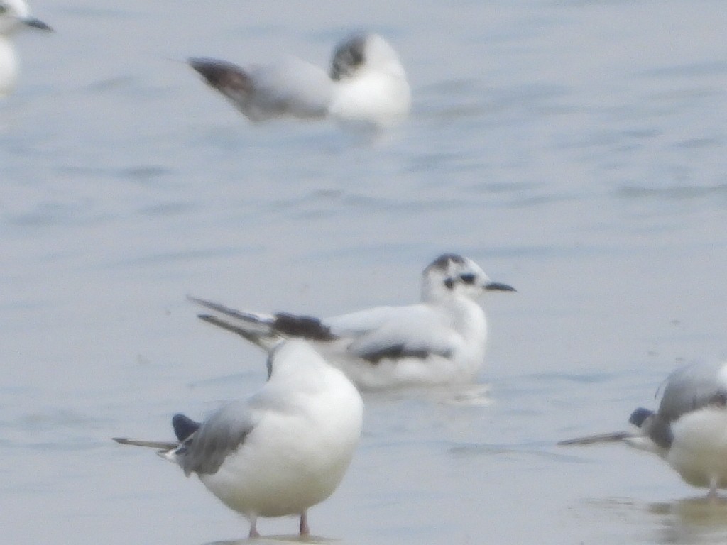 Little Gull - Mary Trombley