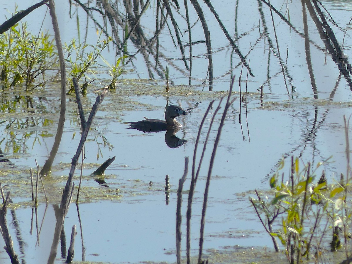 Pied-billed Grebe - André Labelle