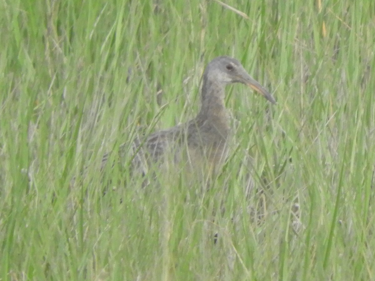 Clapper Rail - Ben Springer