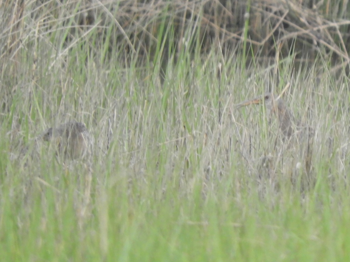 Clapper Rail - Ben Springer