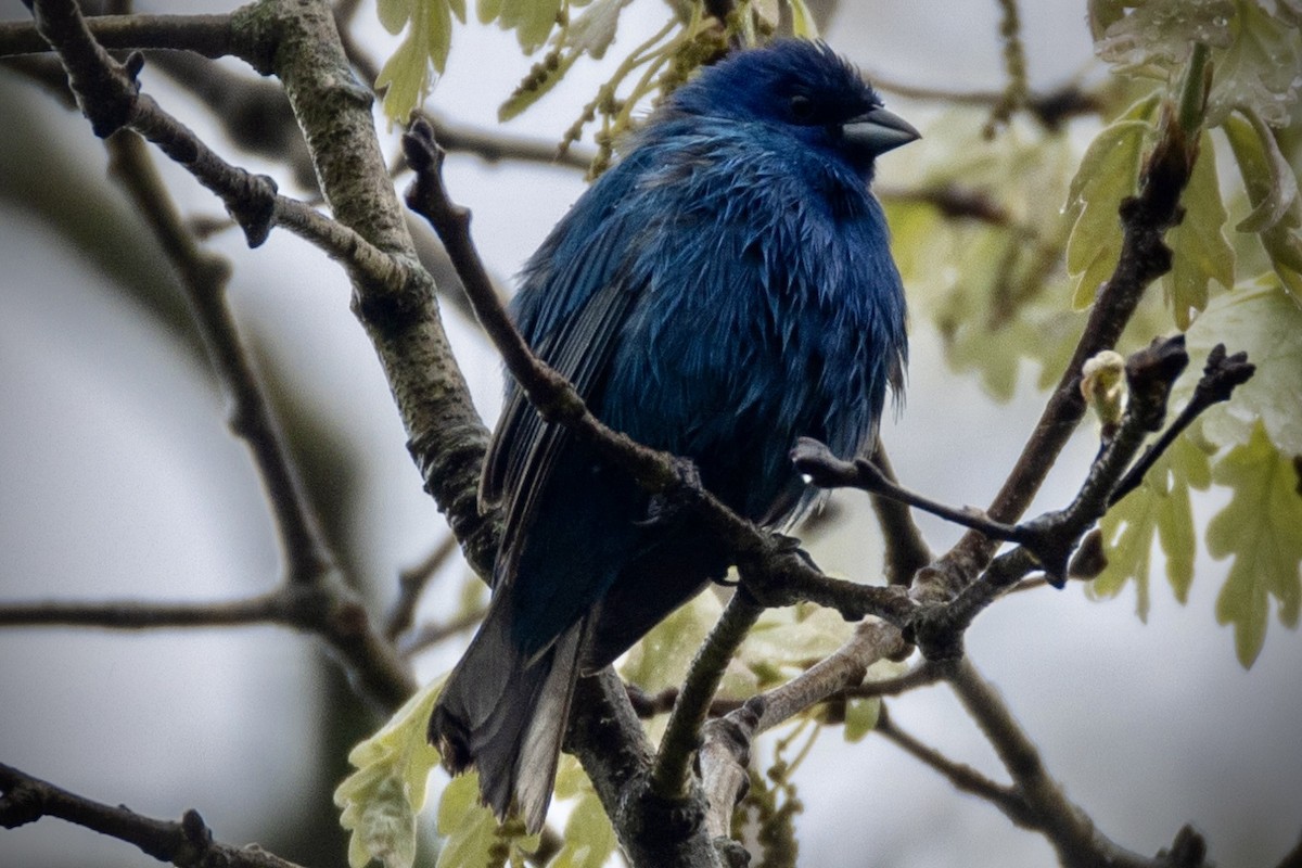 Indigo Bunting - L&J Meyer