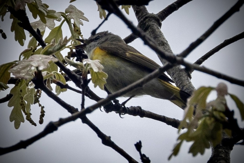 American Redstart - ML619352741