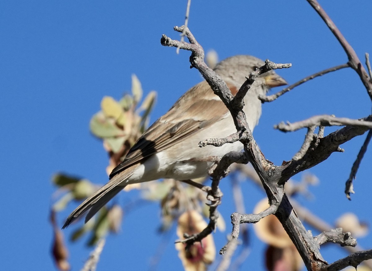 Southern Gray-headed Sparrow - Anthony Schlencker
