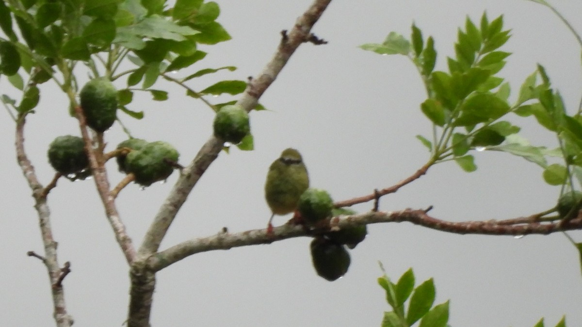 Blue Dacnis - Karen Evans