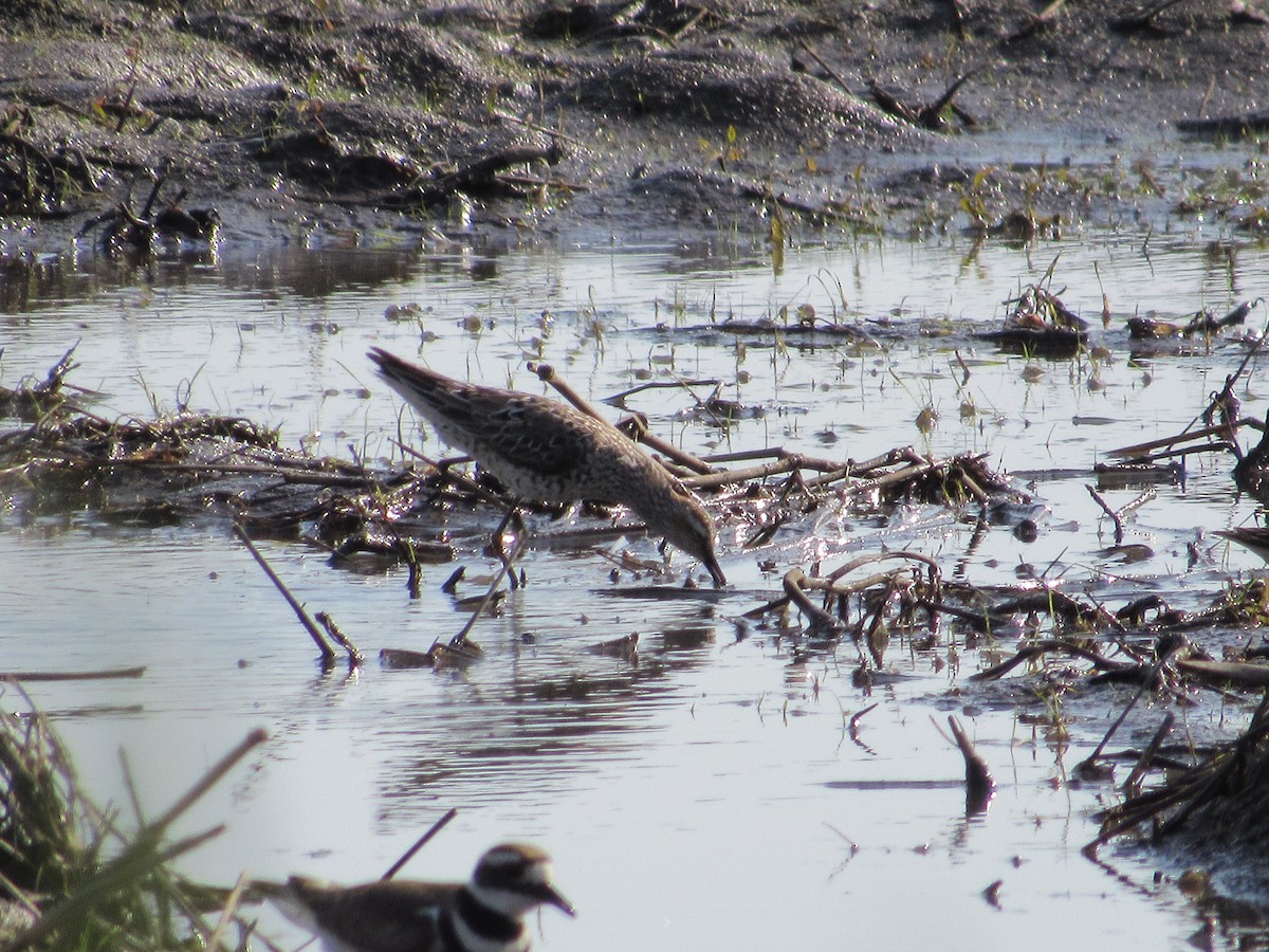 Stilt Sandpiper - ML619352758