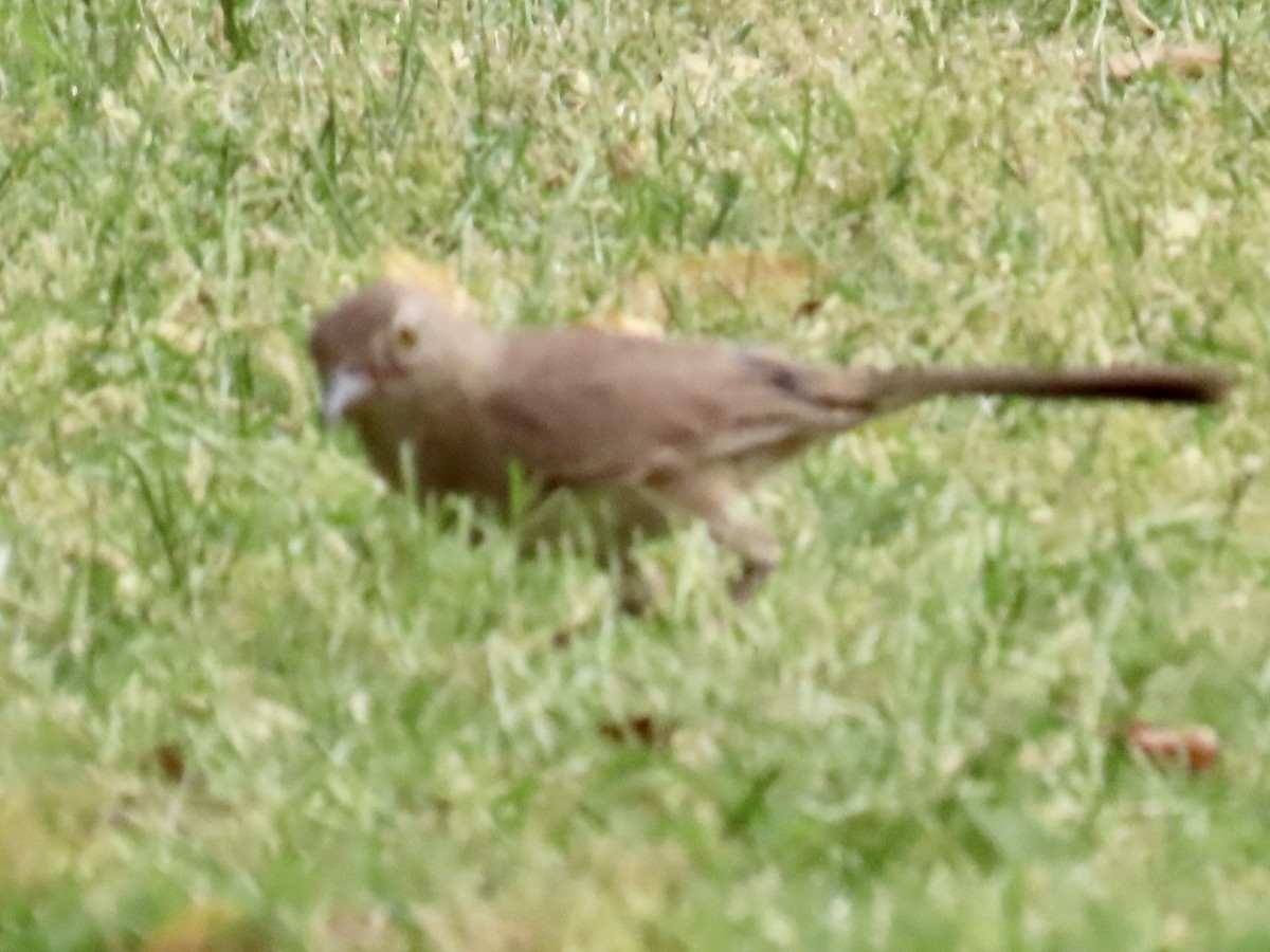 Bendire's Thrasher - Babs Buck