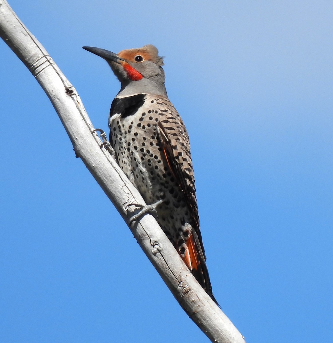 Northern Flicker - Ron Youngs