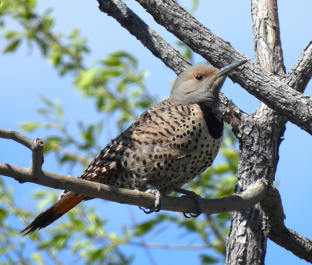 Northern Flicker - Ron Youngs
