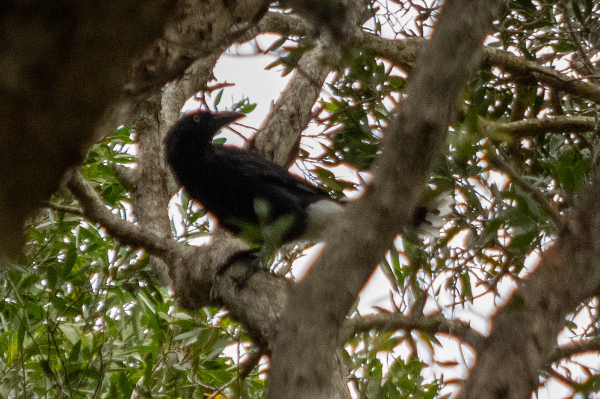 Pied Currawong - Richard Littauer